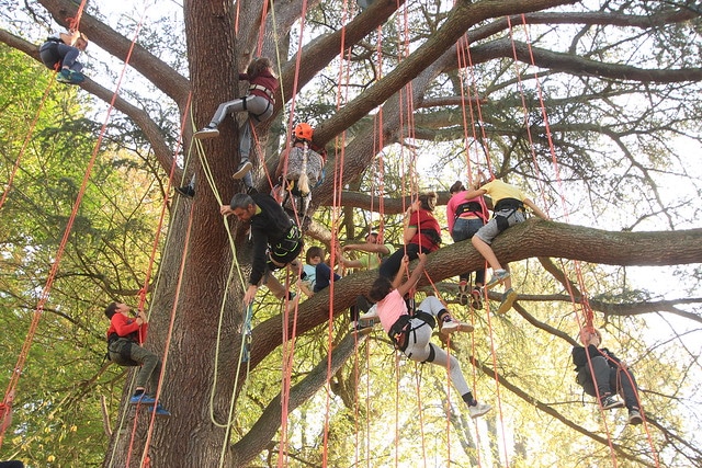 Des enfants dans des arbres qui grimpent